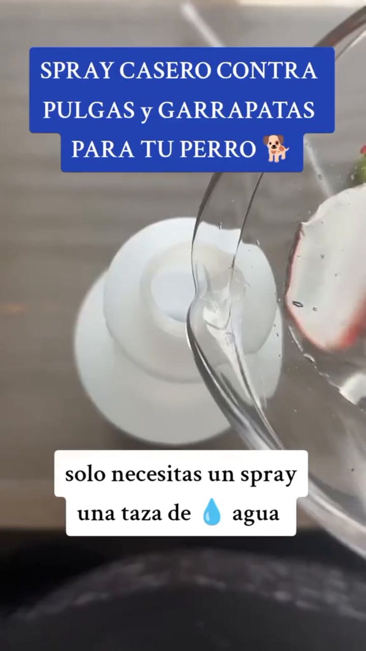 El tratamiento más económico contra pulgas y garrapatas: agua, vinagre y un ingrediente secreto