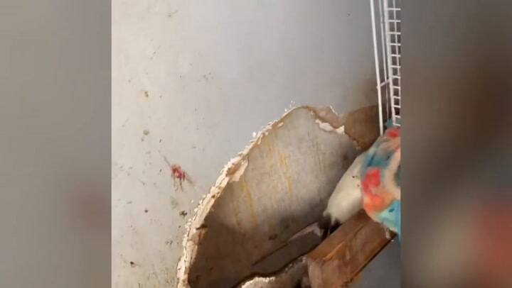 Parte de la escena que hallaron las autoridades al ingresar a la casa de Shannon Morgan en Florida