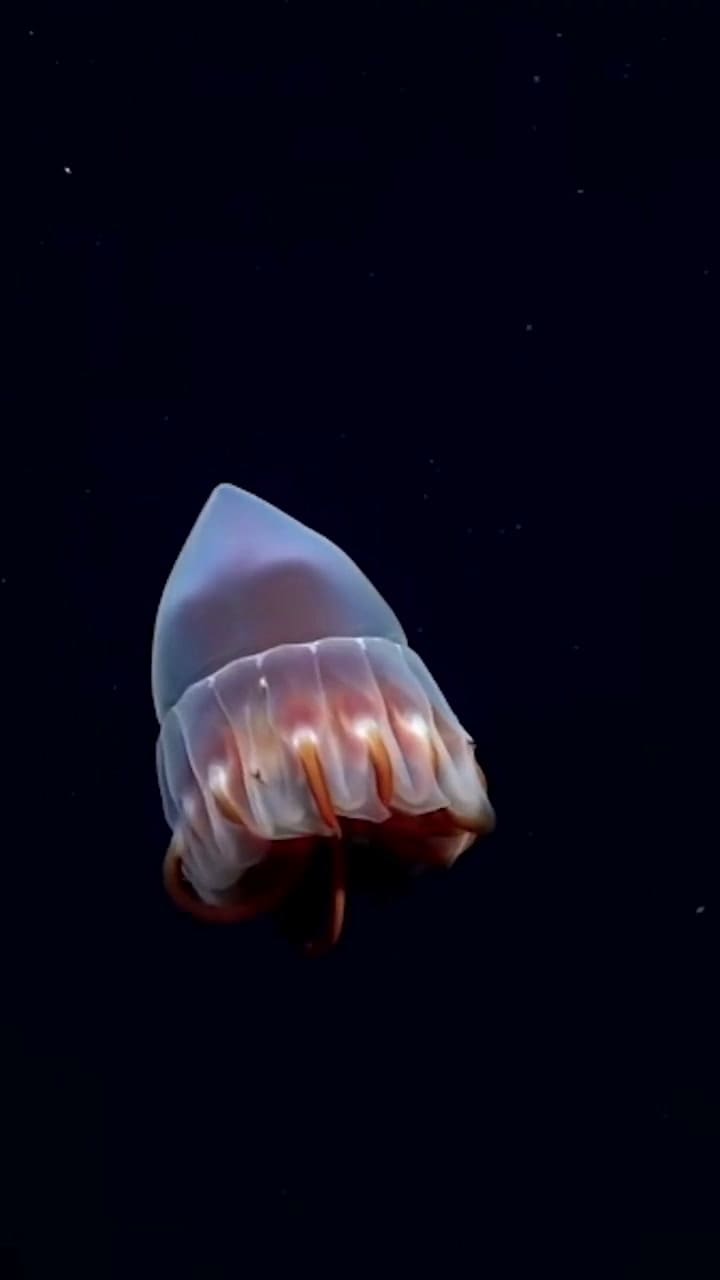 Parte de la biodiversidad en el fondo del mar registrada por el Conicet