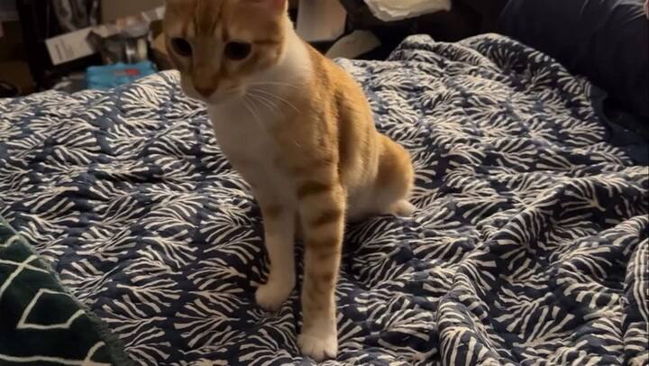 Así se recuperó rápidamente Zahra al poco tiempo de llegar a su casa en Nueva Jersey