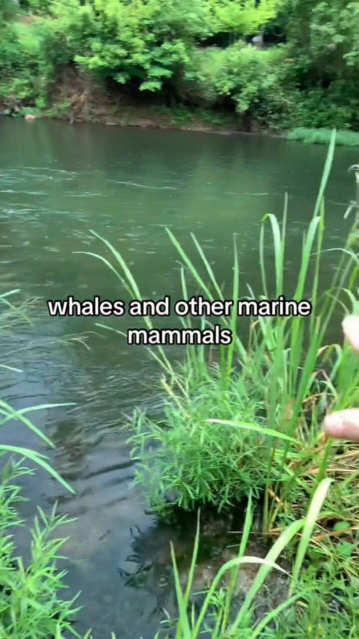 Ssstik.io @Ncdiggins 1731075562493