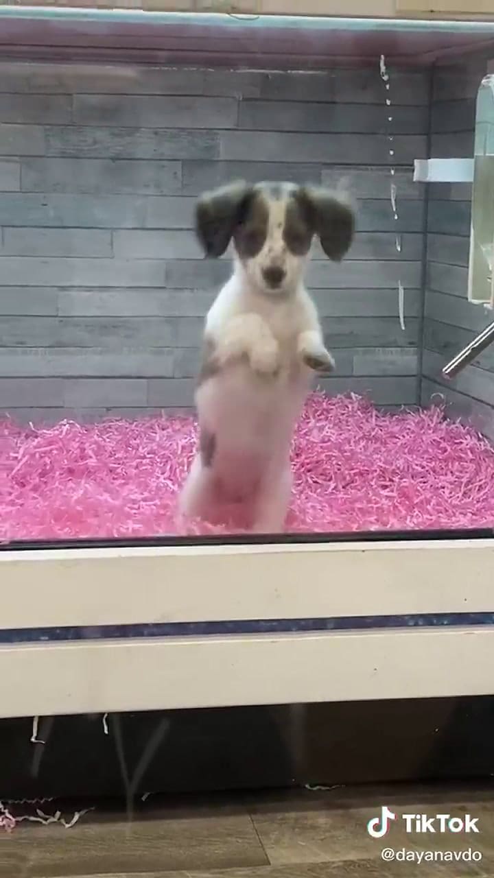 La emotiva reacción de un perro al ver que su mejor amigo fue adoptado - Fuente: Tik Tok