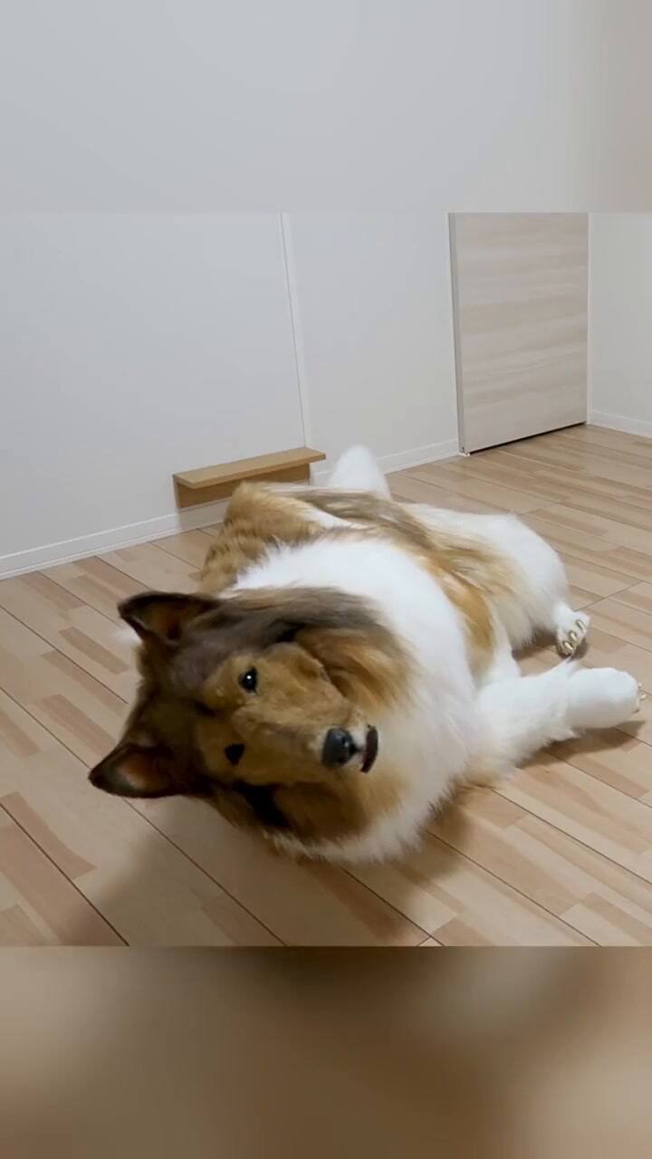 El hombre que pagó para ser un perro