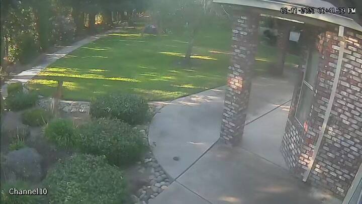 Un león de la montaña sorprende a residentes de Morada, en Central Valley, California.