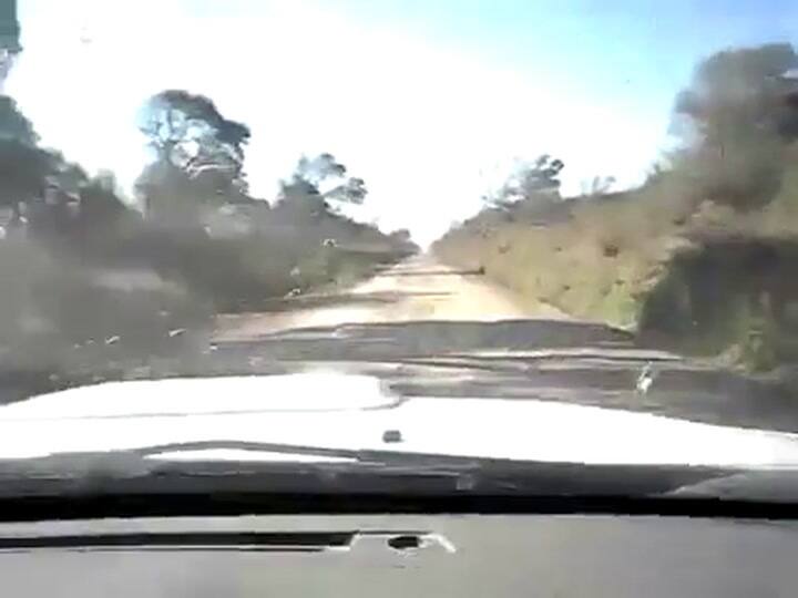 Langostas en la zona de Castell