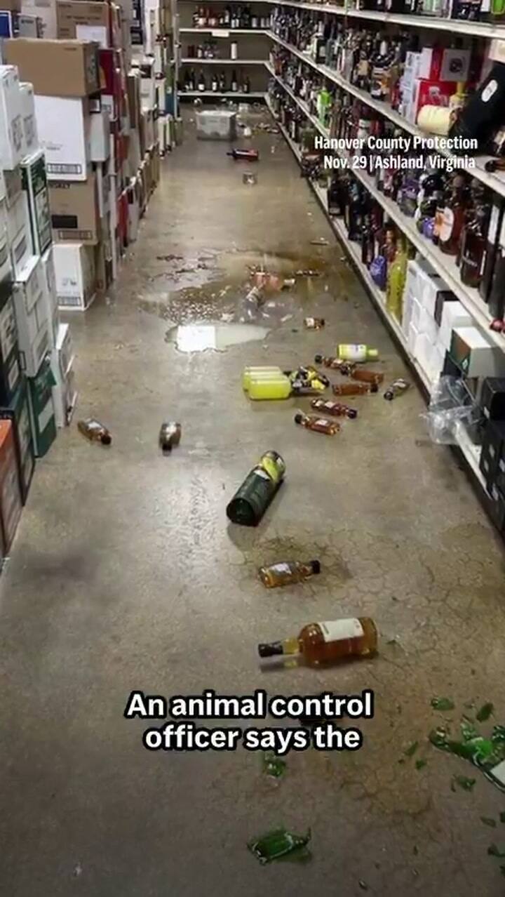 A raccoon broke into a Virginia liquor store and drank alcohol from the shelves
