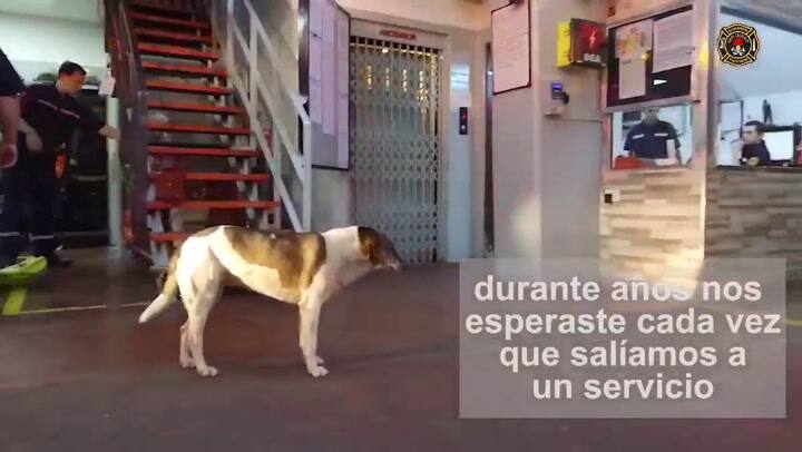 La emotiva despedida de Bombi, la perrita del cuartel de bomberos de San Isidro