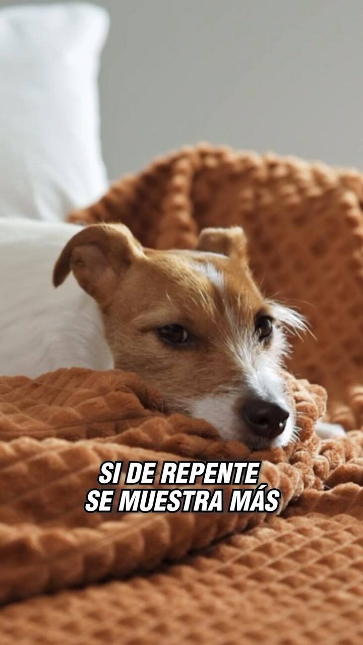 Signos que hay que observar de las mascotas