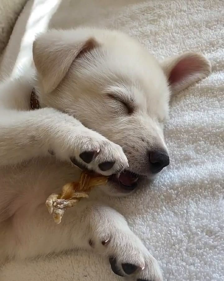 La nueva mascota de Jennifer Aniston - Fuente: Instagram