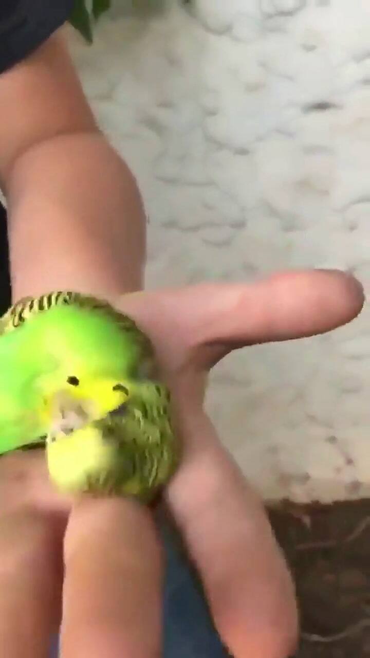 La fallida despedida de Chimuelo - Fuente: Twitter