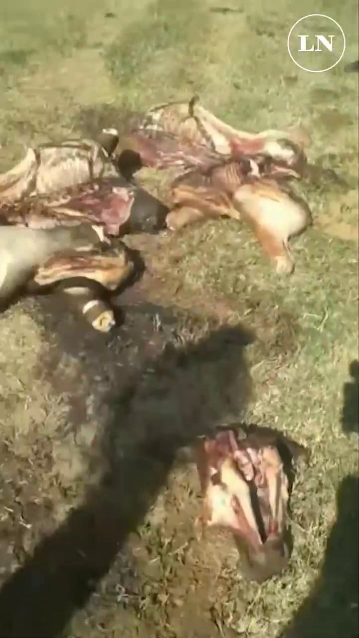 Vertical Mariana Reinke