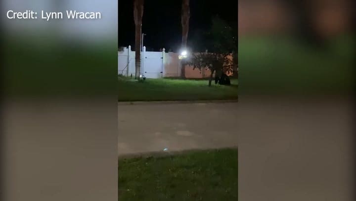Un residente de Davenport captó a un oso negro comiendo los frutos de un árbol