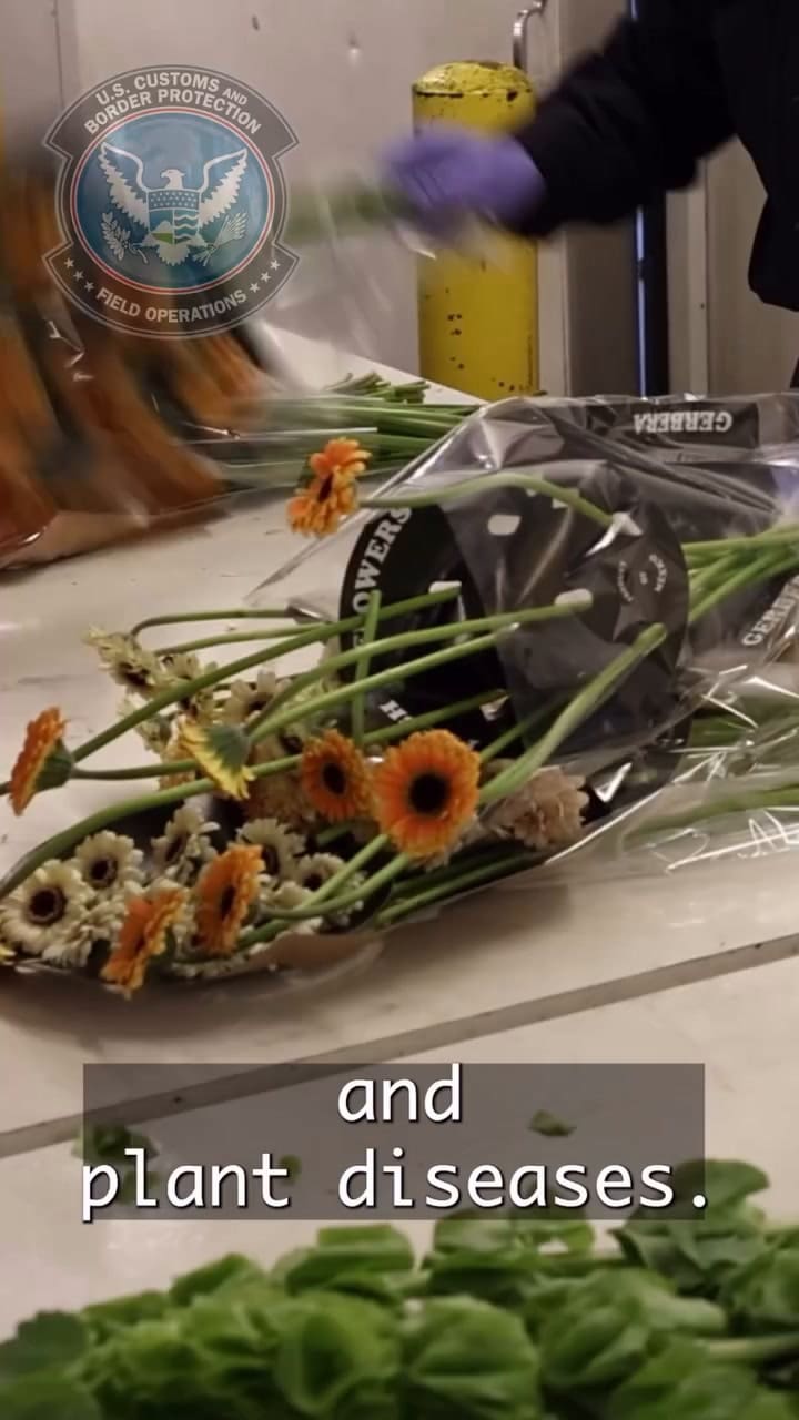 La CBP revisa de forma estricta el ingreso de flores y vegetación a EE.UU.