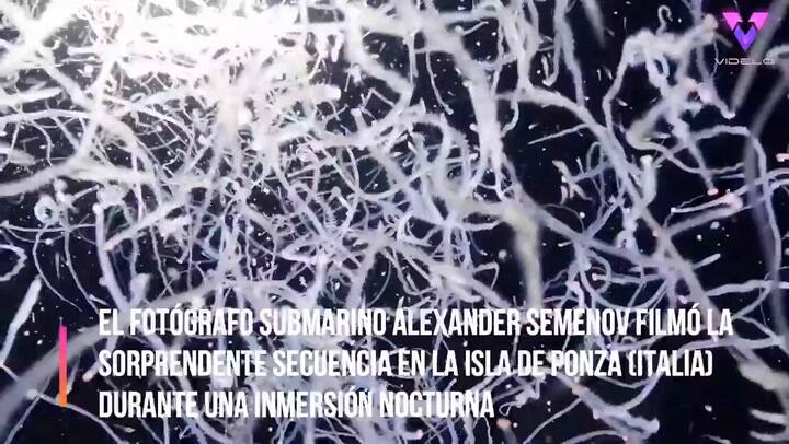 El fotógrafo submarino Alexander Semenov capturó un enjambre de gusanos arremolinándose en la luz de