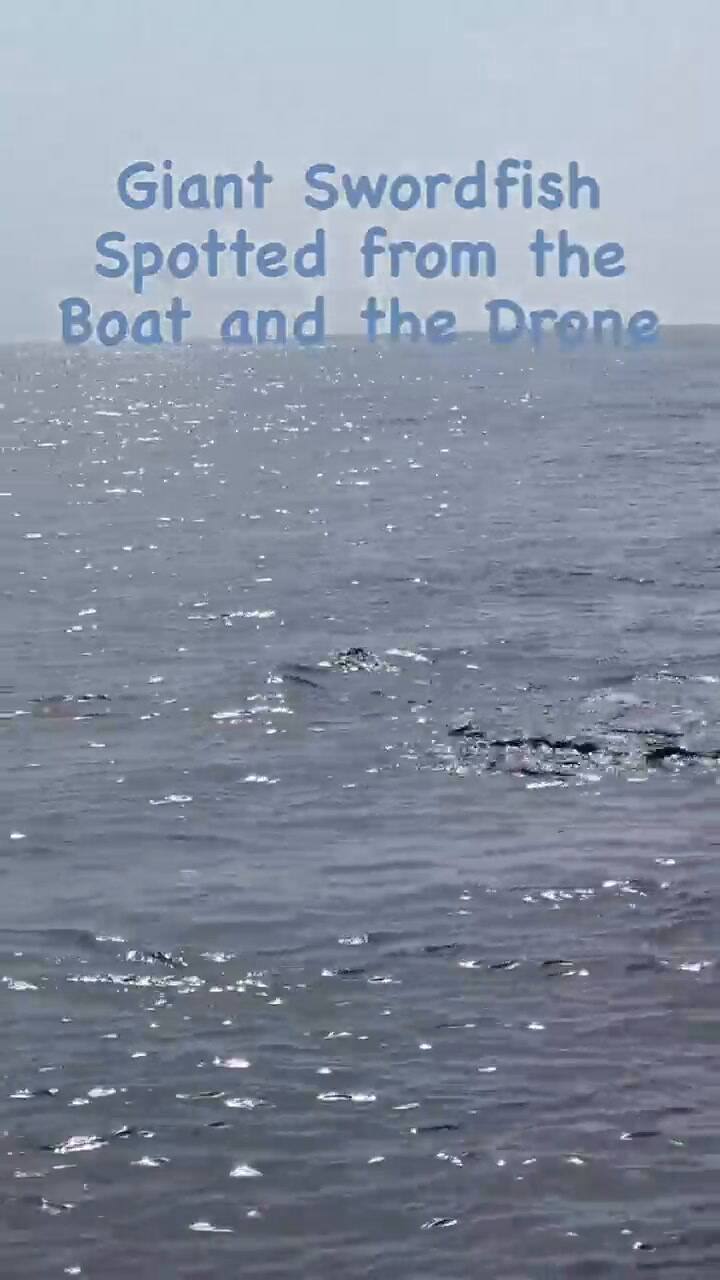 El enorme ejemplar llamó la atención de los turistas