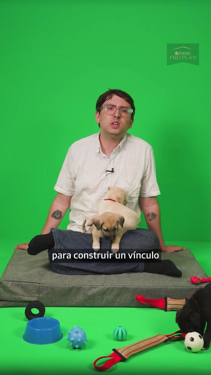 CAP 04 - LA LLEGADA DEL PERRO A CASA V4 Subs