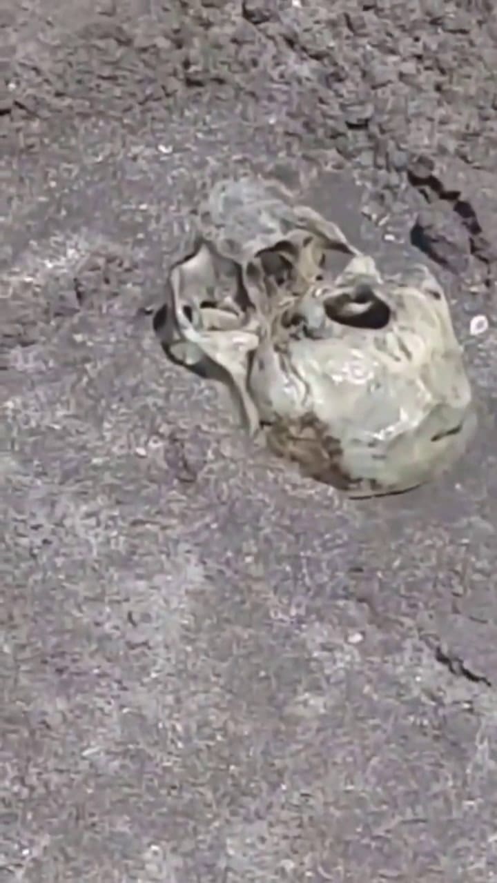 El cráneo hallado en Mar del Plata