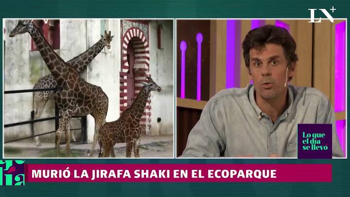 Desidio y abandono murió la jirafa Shaki en el Ecoparque