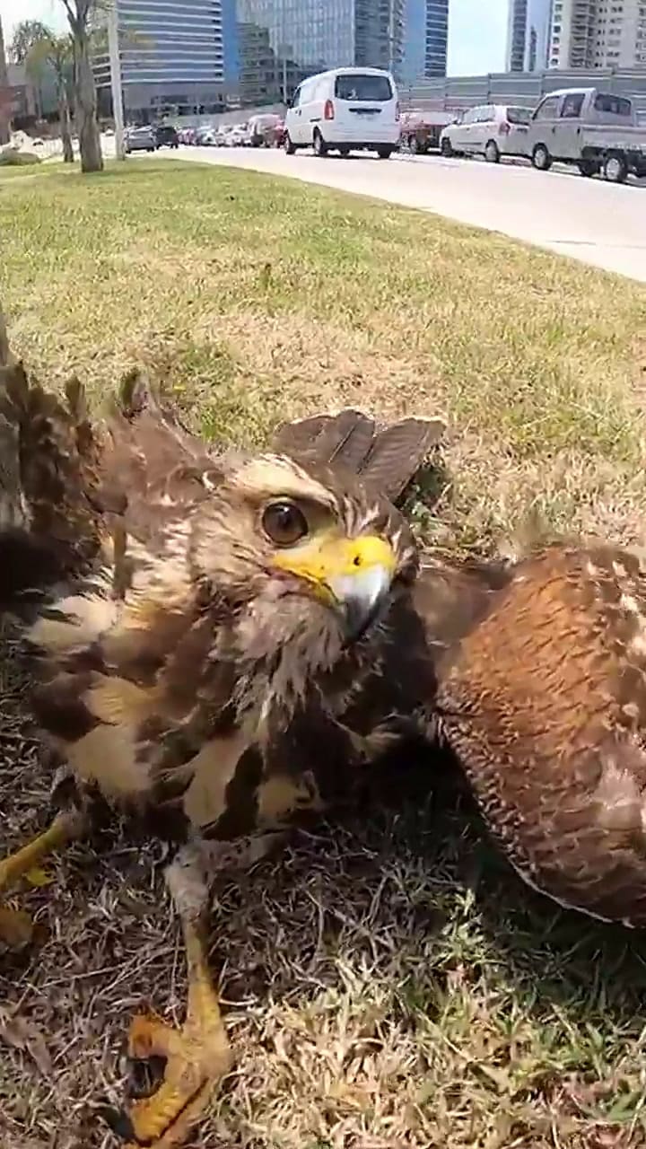 Así estaba el gavilán cuando Antonio Ripoll lo encontró.