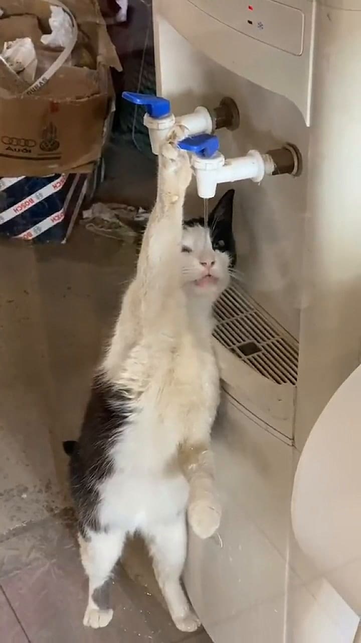 El gato que se volvió viral en las redes