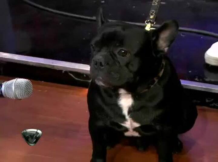 Showmatch 2011 - Marcelo Le Puso Los Puntos A Moro, El Perro De Paula Chaves (1)