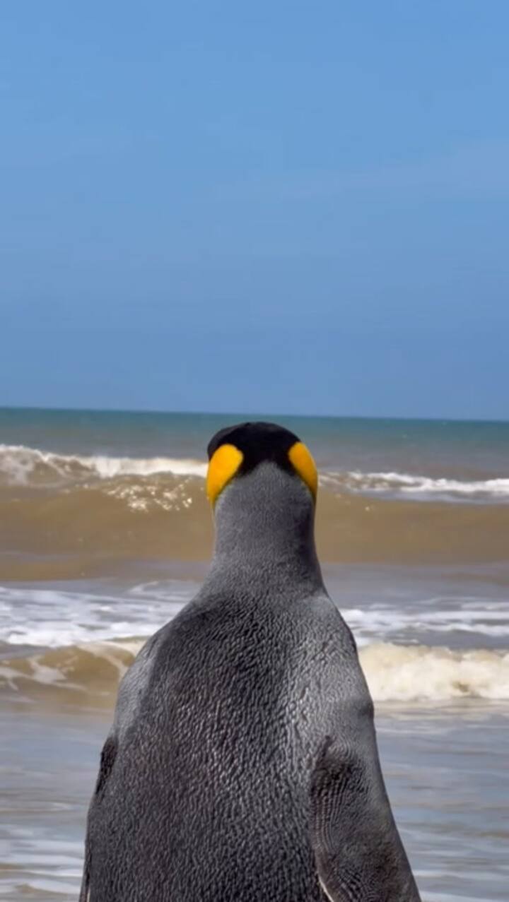 La liberación del pingüino rey en la costa bonaerense