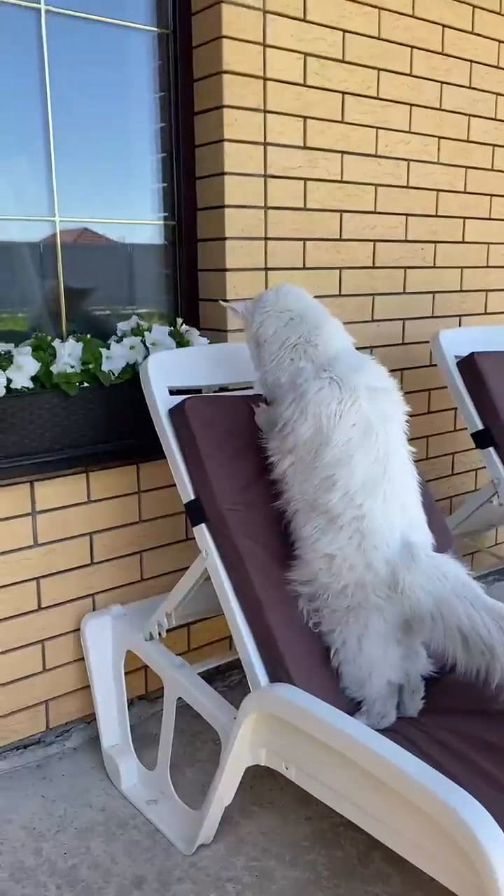 Kefir, el gato ruso que se presenta como el más grande del mundo