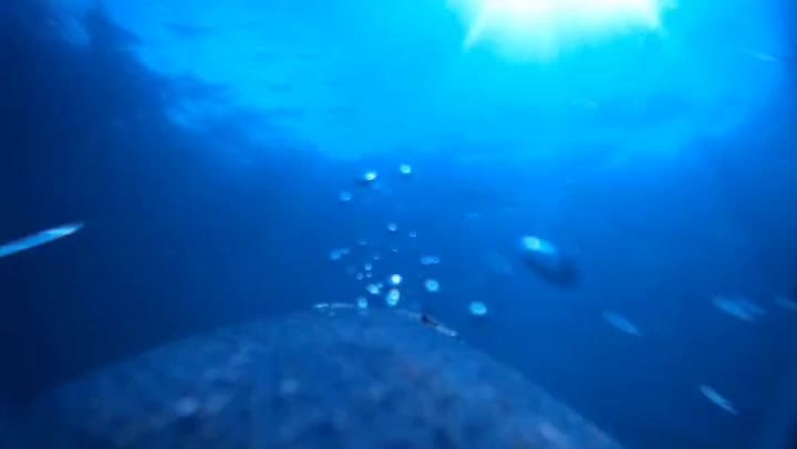 Migración de los pingüinos de Magallanes