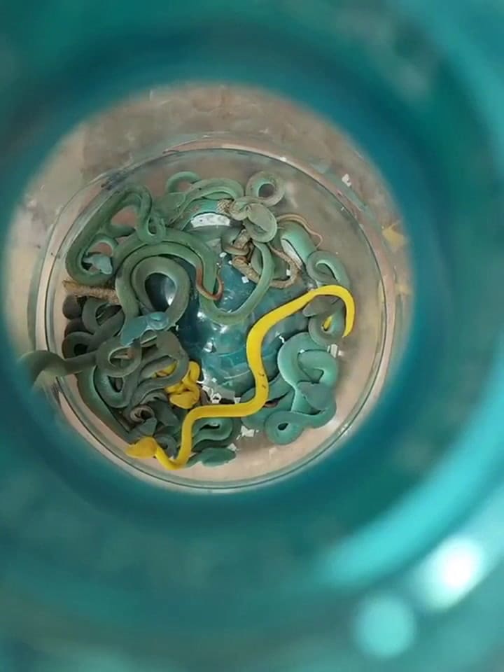 Detuvieron a un pasajero que viajó a la India con una valija llena de serpientes