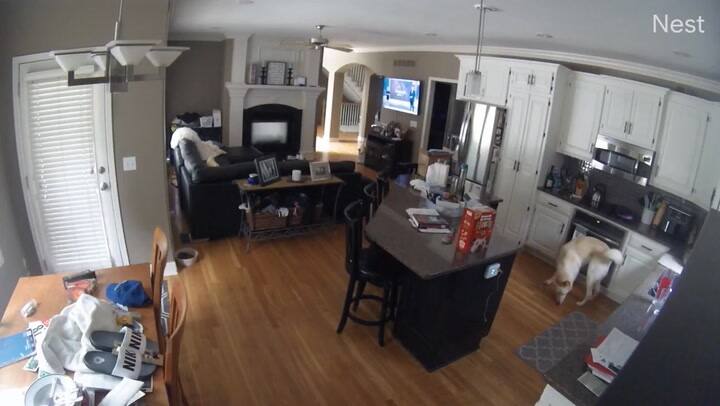 El momento en el que un perro incendia accidentalmente la casa de sus dueños