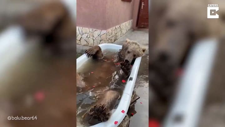 Balu el oso ruso que sabe disfrutar de los pequeños placeres de la vida