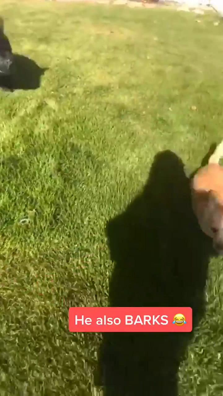 Una mujer compró un cerdo por pensar que era miniatura pero el animal creció enormemente