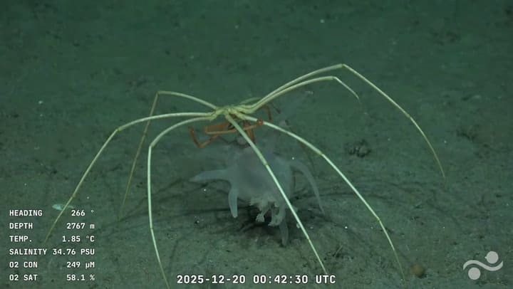 Araña De Mar Comiendose A Un Pepino