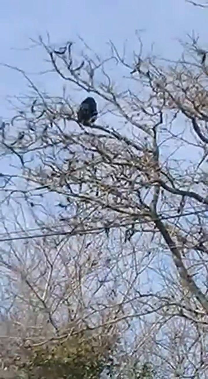 Ocho monos aulladores en el Parque Pereyra Iraola - Camino General Belgrano