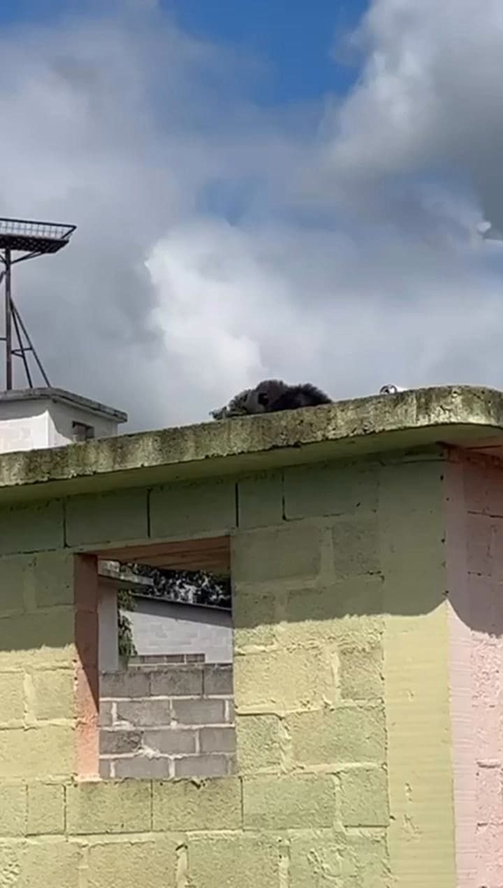 Billy, uno de los chimpancés que viven en el santuario de Sorocaba, Brasil