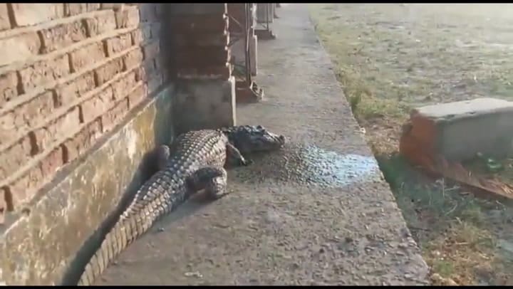 Un yacaré apareció en el patio de una escuela rural en Esquina, Corrientes