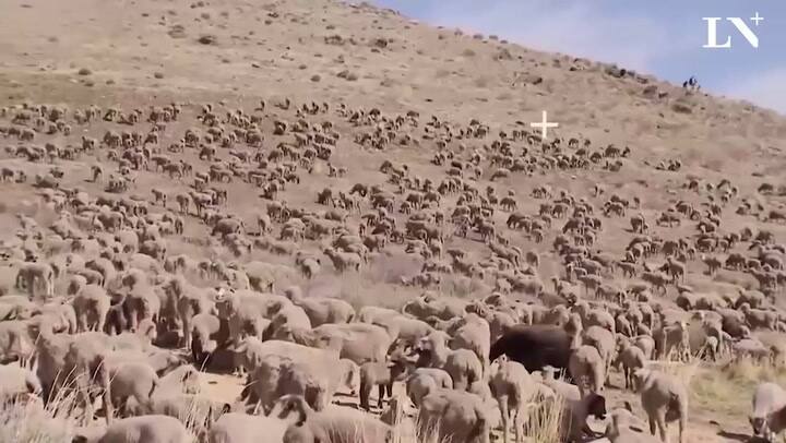 La producción ovina en el país