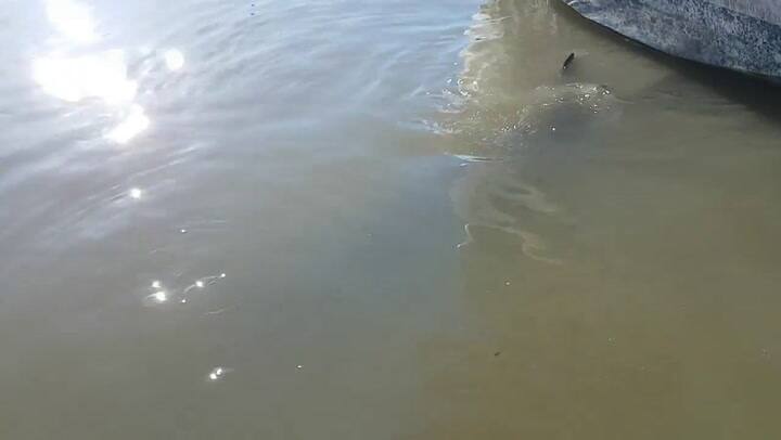 León marino ataca a una niña