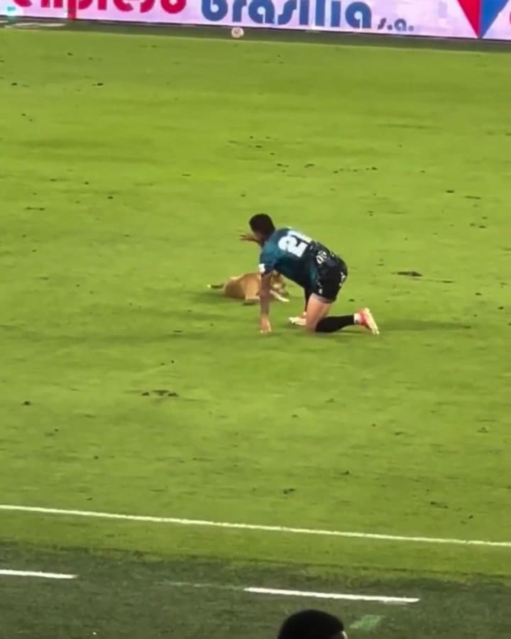 El perrito que se robó todas las miradas en el partido de fútbol