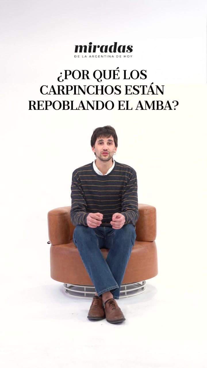 ¿Por qué los carpinchos están repoblando el AMBA?