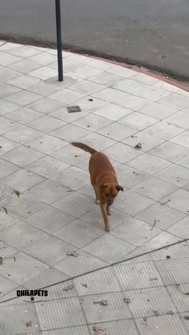 Osito, el perro callejero de Junín que es estrella en TikTok