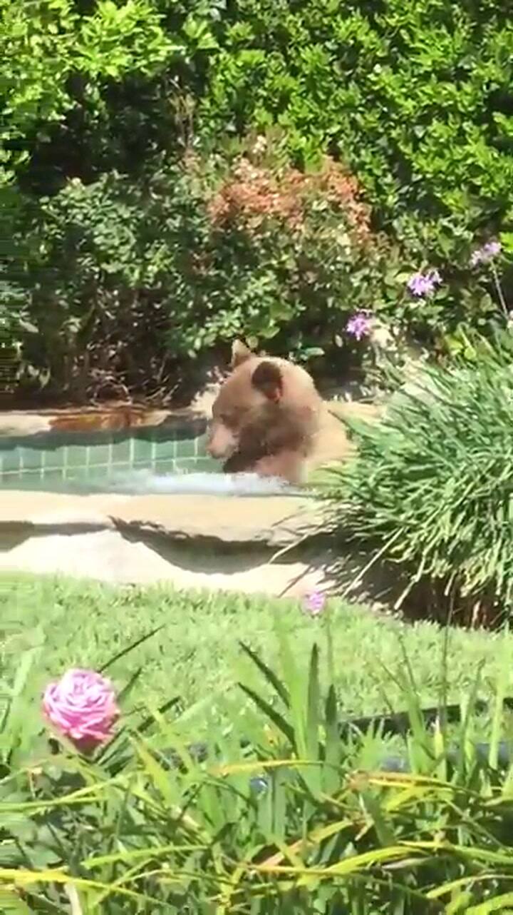 El oso más relajado del mundo: se metió en un jacuzzi y se volvió viral - Fuente: YouTube