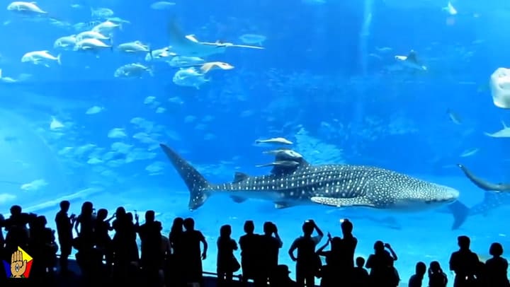 El impactante video de un pez muerto en Japón