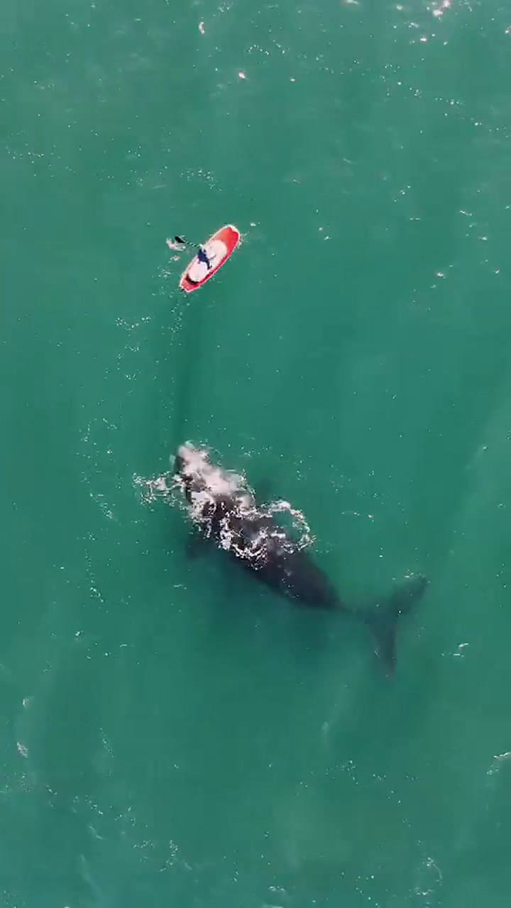 Mariano Sánchez y su encuentro con una ballena en la costa de Rada Tilly