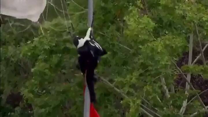 Paracaidista que portaba la bandera de España choca contra un poste. Fuente: Twitter