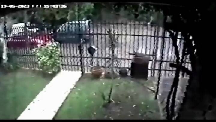 Como no le pudo robar el auto le disparó y la bala rozó la cabeza de la víctima