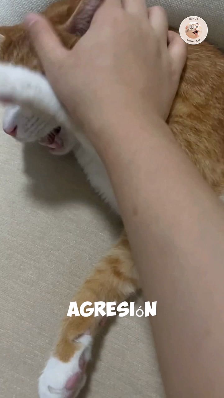 Los motivos por los que los gatos pueden morder a sus dueños