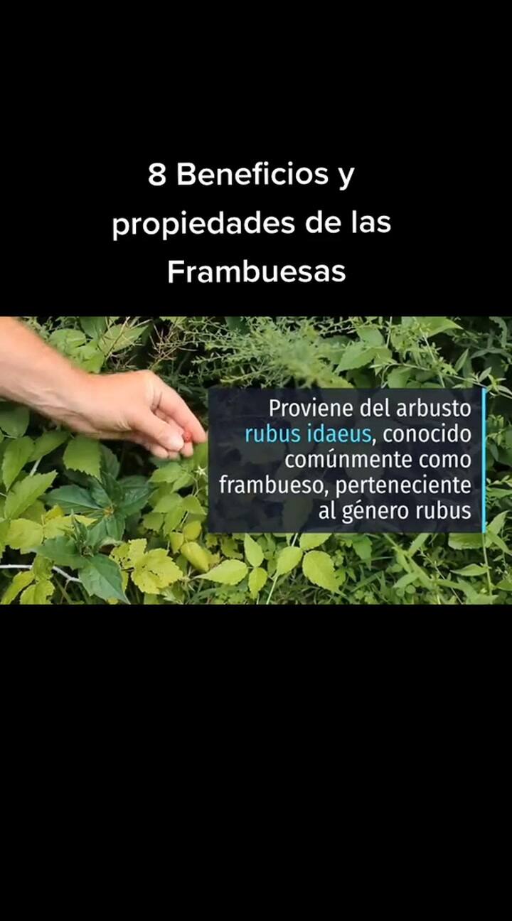 Beneficios de la frambuesa
