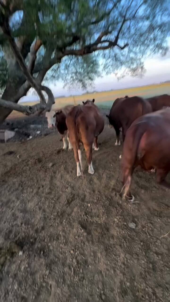 Lucas dejó las comodidades de la ciudad para vivir en el campo