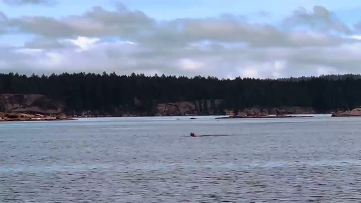 Pulpo Lucha Contra Un Lobo Marino